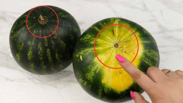Pay Attention to This Detail Before You Buy – How to Pick the Sweetest Watermelon