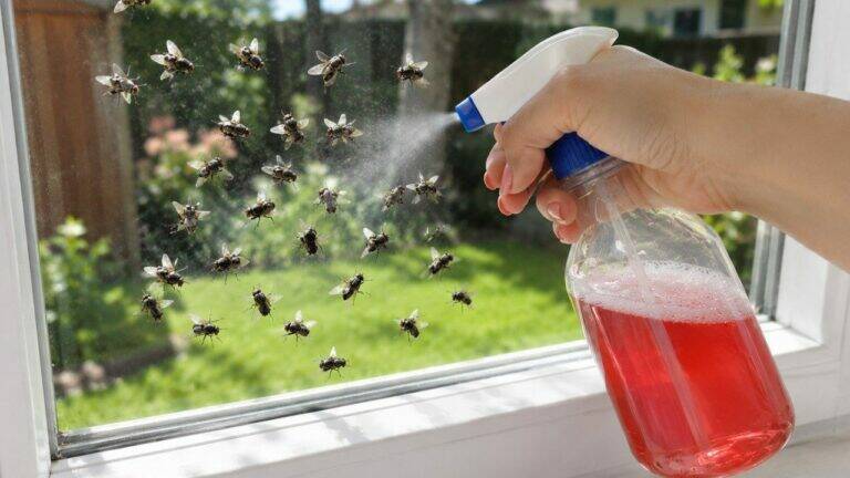 Spray This on Your Windows and Doors — Flies Will Stop Coming Into Your Home