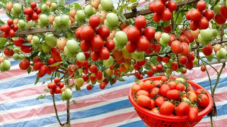 This simple soil mix transforms your tomatoes into a bountiful harvest…