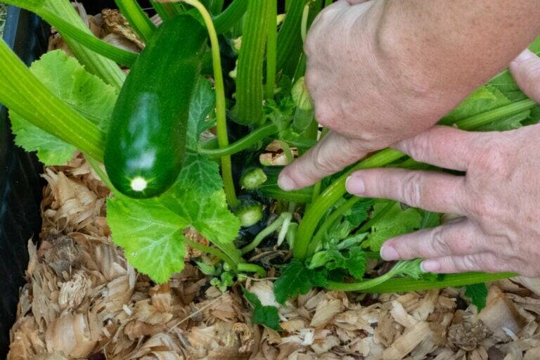 Yes, You Need to Prune Your Zucchini, BUT Two Mistakes Can Ruin Your Harvest