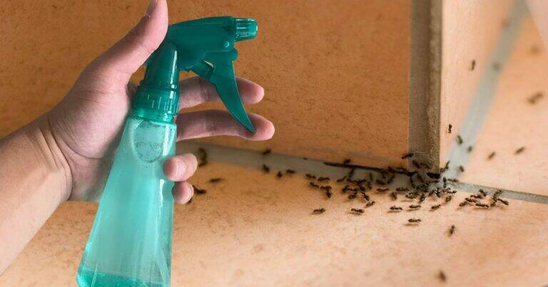 Natürliches DIY-Insektenspray gegen Ameisen, Fliegen, Mücken und Spinnen