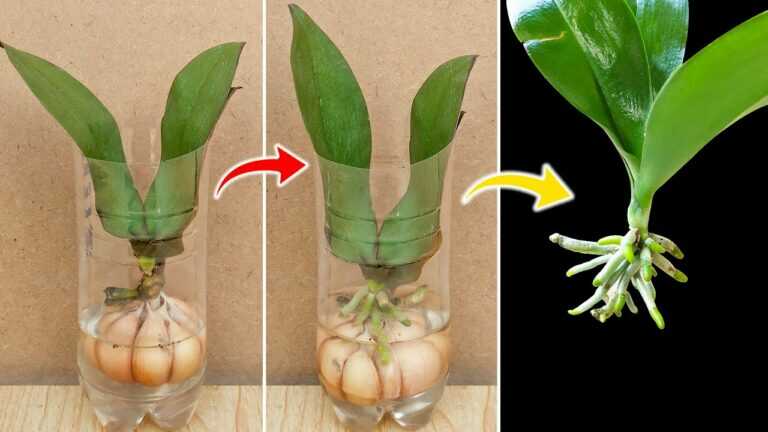 ♻️ Orchideeën vermeerderen in plastic flessen: een eenvoudige methode stap voor stap