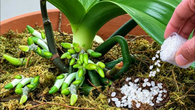🌸 Stačí jen jedno víčko? Jak podpořit růst kořenů orchideje bez přehnojení