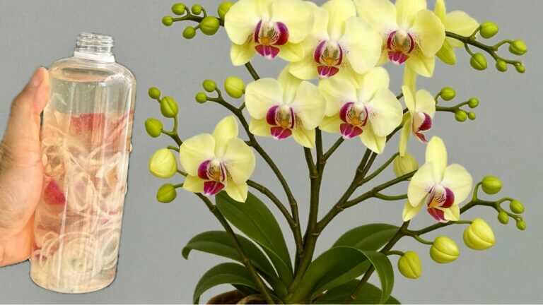 🌼 Jedna lahvička a orchidej začne kvést? Jak probudit rostlinu, která dlouho nekvetla