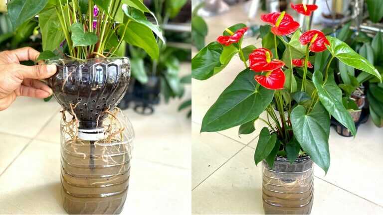 🌺 Anthurium With Very Little Water: How to Keep It Lush and Flowering