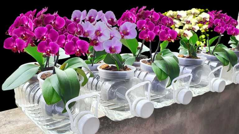 🌸 Plant Orchids This Way: Airy Roots, Less Rot, and Better Growth