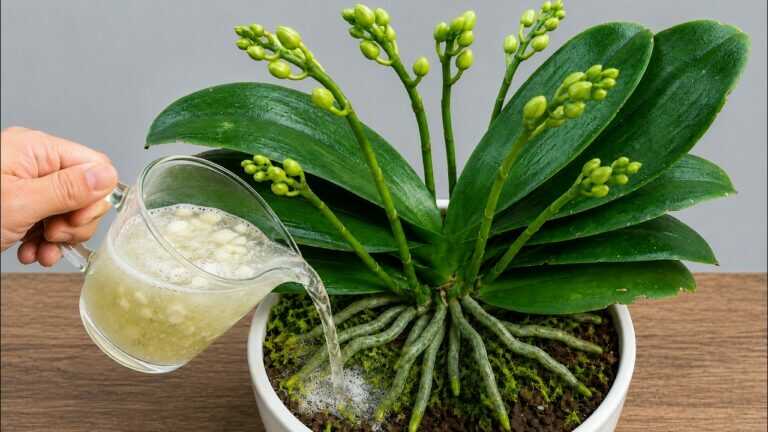 🌸 Eine Tasse pro Woche für Orchideen? So wachsen neue Wurzeln ohne Fäulnis