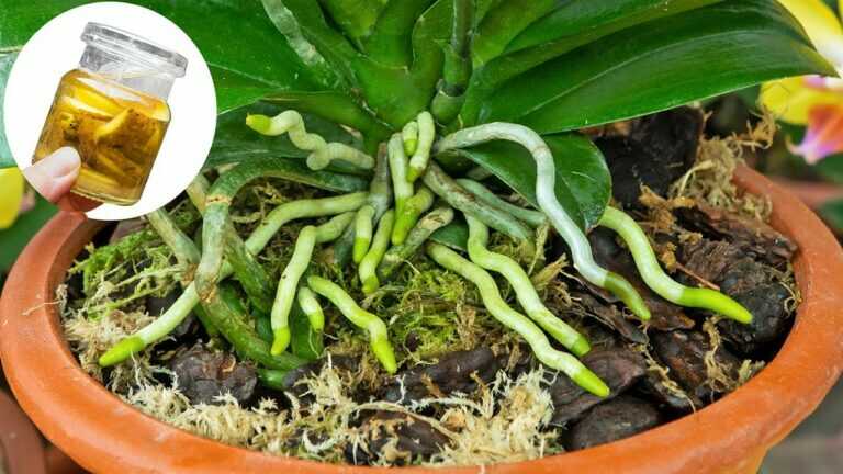 💧 „Magisches Wasser“ für Orchideen? So unterstützt du neue Wurzeln und spätere Blüten