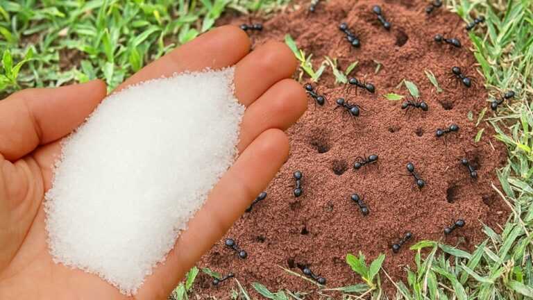 🐜 Ameisen im Garten: Das solltest du über Natron und Zucker wirklich wissen
