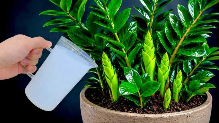 🌿 One Tablet for a ZZ Plant? What Oat Water and Vitamin B1 Can—and Cannot—Do