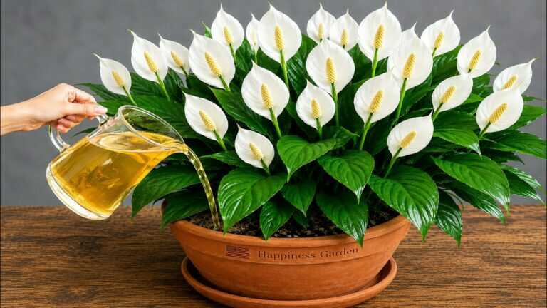 🌱 Can a Struggling Peace Lily Recover Faster? A Root-First Rescue Plan That Actually Makes Sense