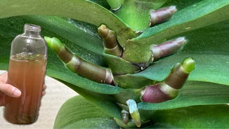 🌸 One Bottle a Week for Orchids? A Safer Plan for New Roots and Reliable Flowering