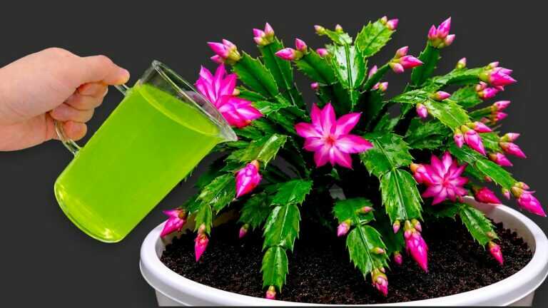 🌺 Ratowanie grudnika: ukorzenianie zdrowych sadzonek i ochrona przed zgnilizną