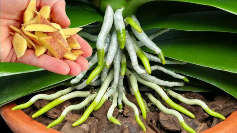 Dit aan de basis van een zwakke orchidee leggen? Wat nieuwe groene wortels echt ondersteunt