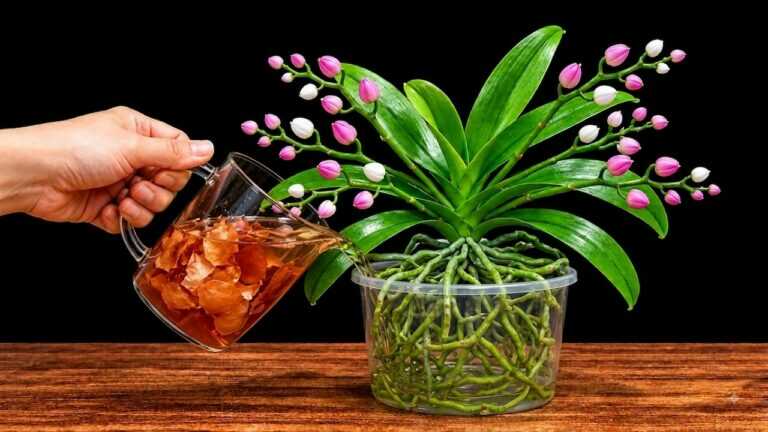 Eén kopje en geen orchideeëngrond? Begrijp watercultuur voordat je het probeert