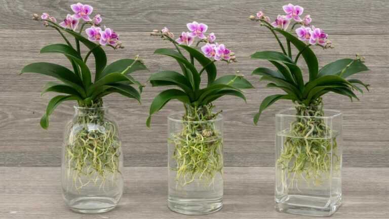Kunnen orchideeën in water gedijen? Wat de 90-dagenmethode met semi-hydrocultuur echt inhoudt