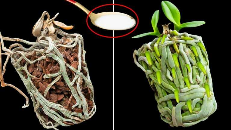 Jedna lžíce pro orchidej se shnilými kořeny? Jak ji zachránit bez zázračných slibů
