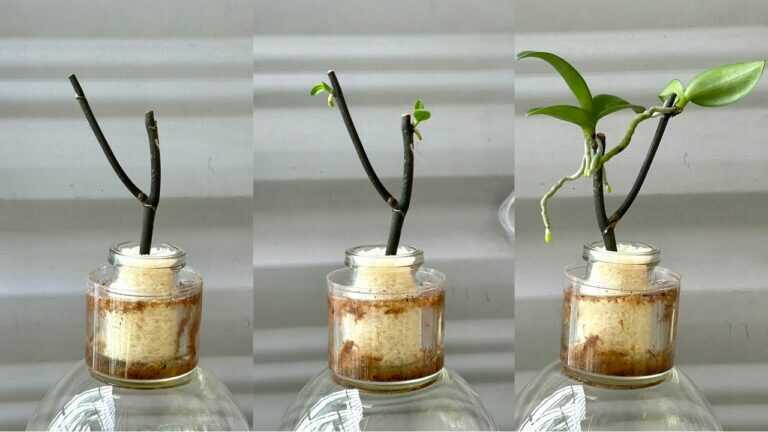 Rýže při množení orchidejí? Jak opatrně pracovat s květním stvolem