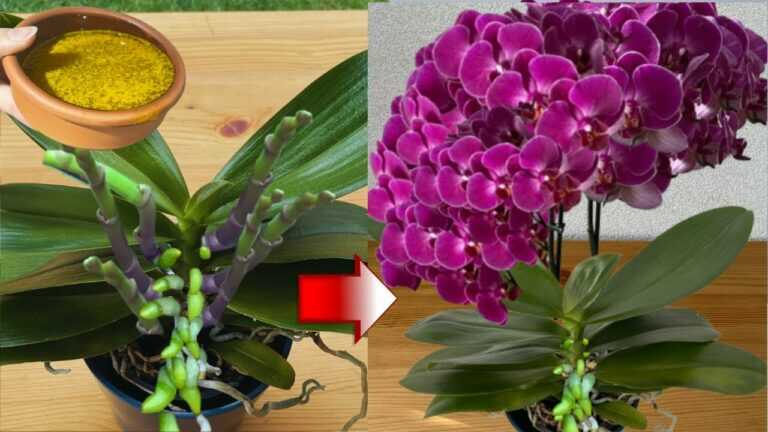 I Sprinkled This on the Roots? A Safer 3-Step Plan to Help an Orchid Bloom Again