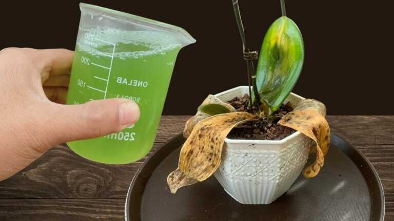 How to Revive a Dying Orchid: A Root-First Recovery Method That Makes Sense