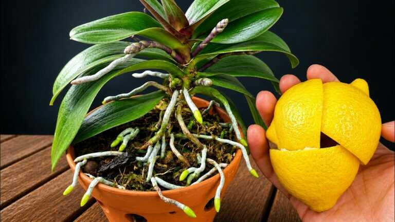 Add This for Hundreds of Orchid Roots? What Actually Builds a Strong Root System