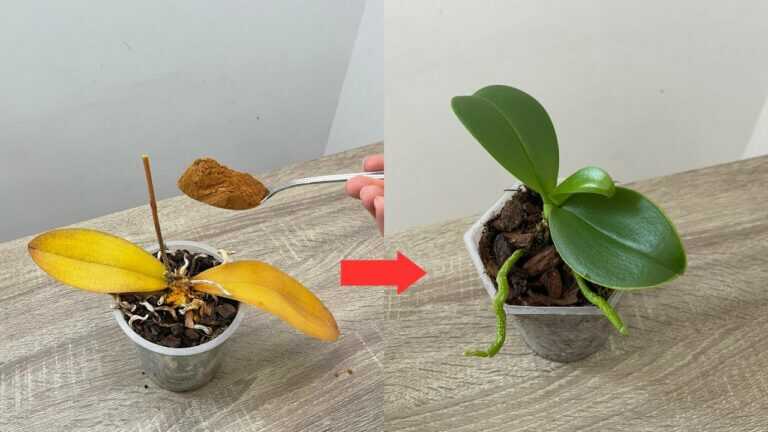Rotten Orchid Rescue With Cinnamon Water: What to Keep and What to Change