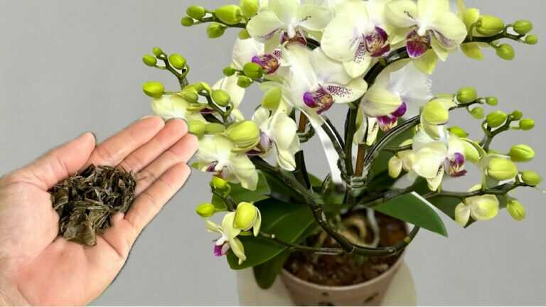 🌺 Een klein beetje is genoeg? Zo stimuleer je orchideebloei zonder te overbemesten