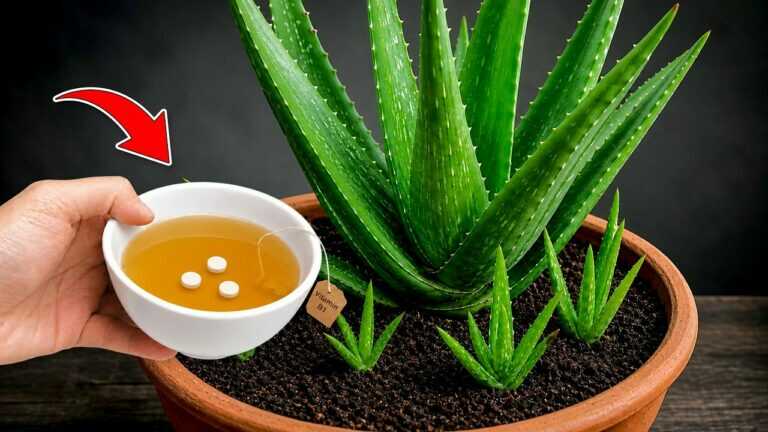 🌿 Krachtige aloë vera: uitlopers scheiden en de moederplant opnieuw ruimte geven