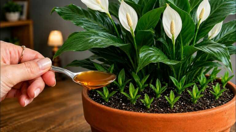 Just 1 Teaspoon? The Safe Way to Help Houseplants Grow Faster and Greener