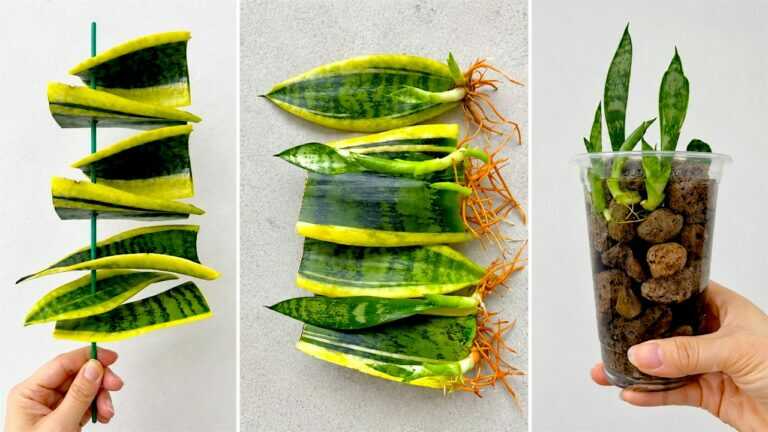 🌿 Sansevieria vermeerderen uit één blad: zo geef je een beschadigd blad een tweede leven