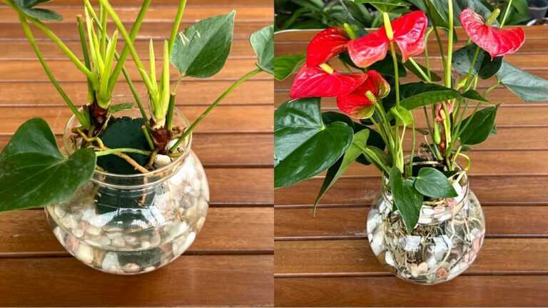 🌺 Anthurium op een nieuwe manier planten: zo stimuleer je gezonde wortels en rijke bloei