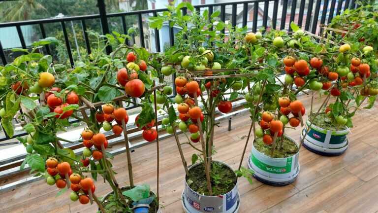 Faire pousser des tomates sur le balcon et l’inattendu s’est produit