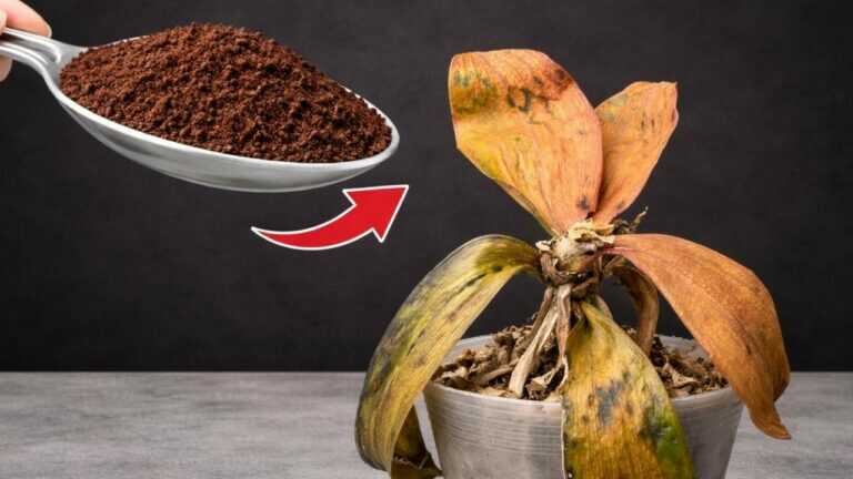 Como Reviver uma Orquídea Moribunda em Trinta Dias (Método Simples de Cuidados)