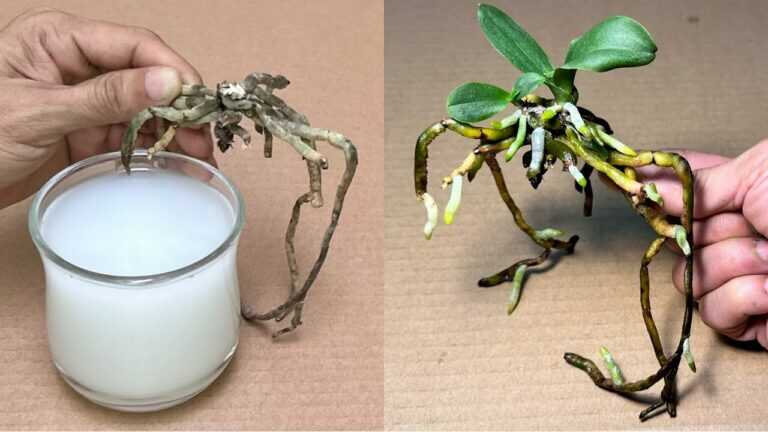 Dit Wonderlijke Water Laat Een Orchidee Meteen Heel Gemakkelijk Herleven