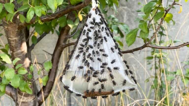 Accroche un sachet sur un arbre. Il n’y aura pas d’insectes jusqu’à la fin de l’été !