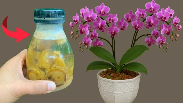 Come coltivare le orchidee! Annaffiale e concimale per farle fiorire tutto l’anno