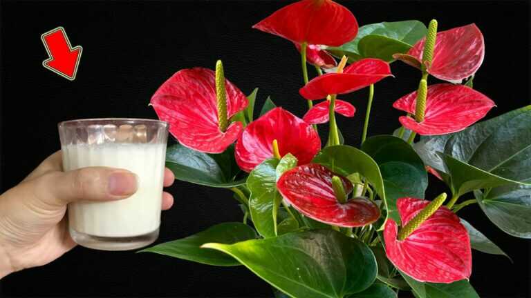 Just 1 Cup! Suddenly Flowerless Anthurium Exploded With Many Beautiful Flowers!