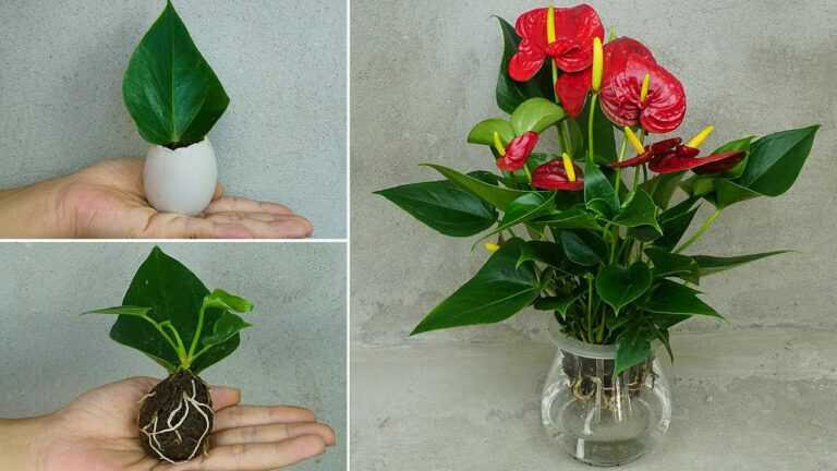 How to propagate leaves in sand to produce many roots at home