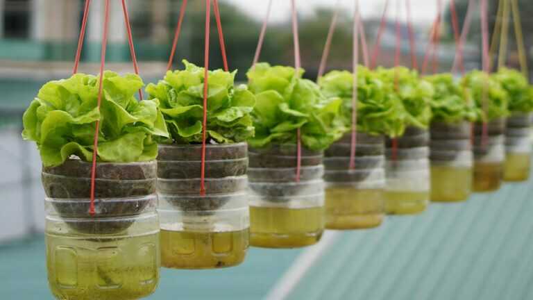 Jardin suspendu : culture de la laitue sans arrosage, haute productivité