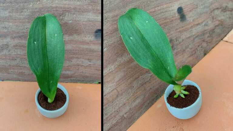 Gewoon koffie! Orchidee bladeren wortelen onmiddellijk en bloeien het hele jaar door