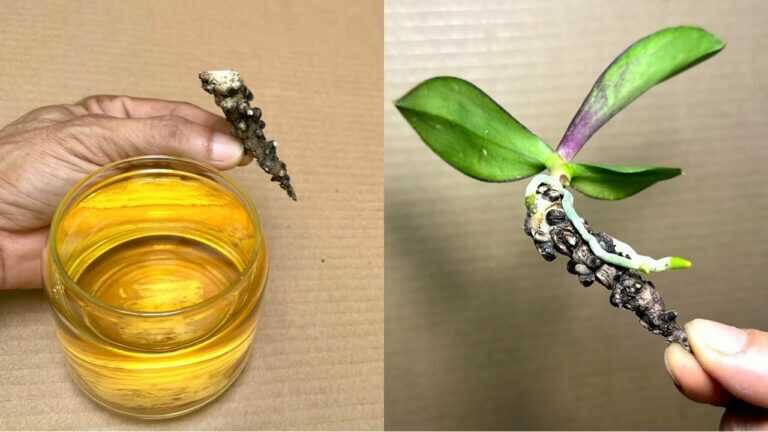 Pour une tasse par semaine ! Les orchidées produisent immédiatement de nouvelles racines et de nouvelles fleurs