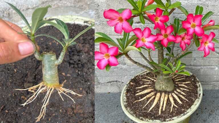 Pomysł stworzenia doniczki bonsai Adenium z pięknymi korzeniami