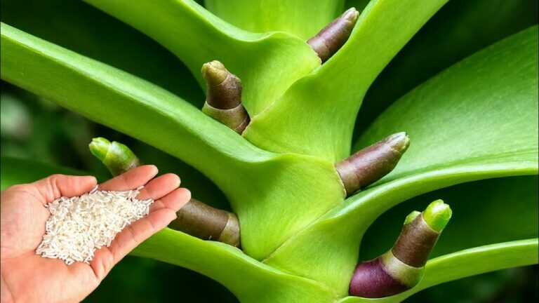 Spargi sulle radici! Le orchidee formano nuove radici e nuovi fiori immediatamente