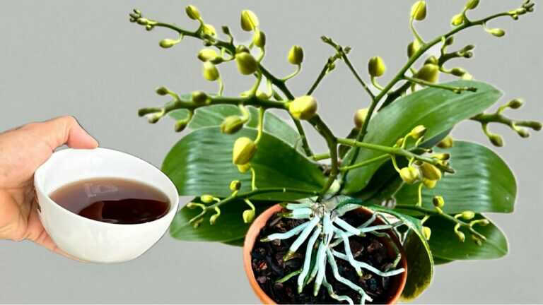 Just one cup a week! Keep your orchids blooming year-round with strong roots.