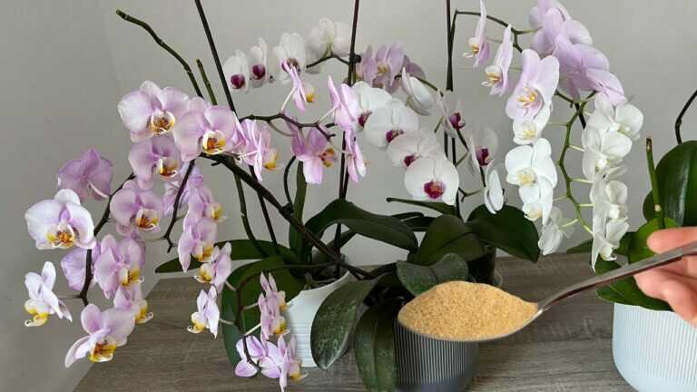 Dejte lžíci, ať orchideje bohatě kvetou a mají zdravé kořeny / hnojivo pro orchideje