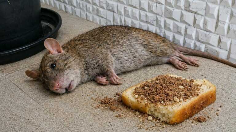 KILL EVERYTHING in 13 seconds: How to Get Rid of RATS INSTANTLY Without Poison (ELIMINATE THE HANTAVIRUS)