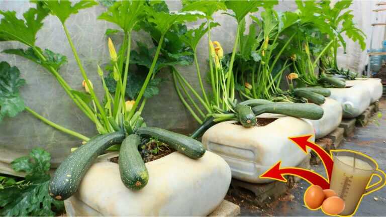Le secret pour cultiver des courges dans un bidon en plastique avec du lait et des œufs – Beaucoup de fruits – gros – longs