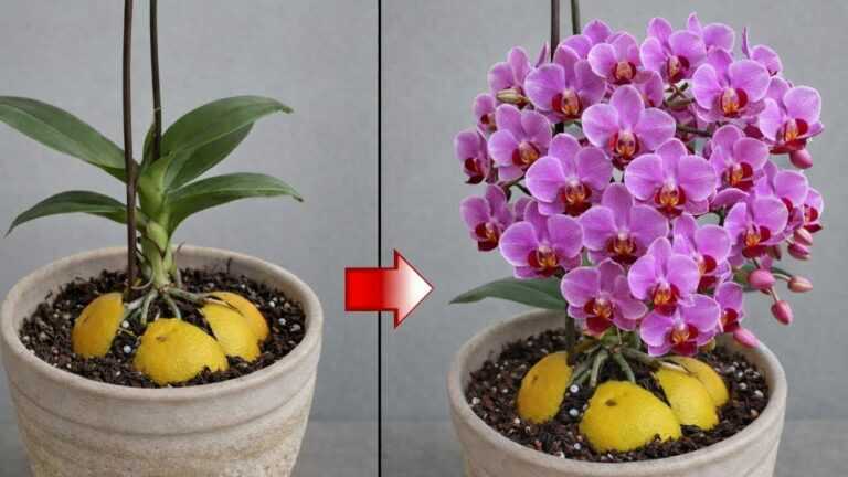Plaats 1 stuk onder de bloeiende orchidee! Plotseling zal hij takken ontwikkelen en veel bloeien