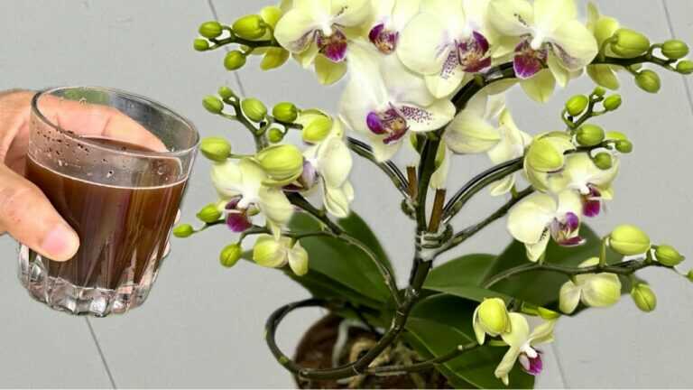 Ogni settimana 1 tazza – Il segreto per far radicare la pianta di orchidea e ottenere grappoli di fiori tutto l’anno