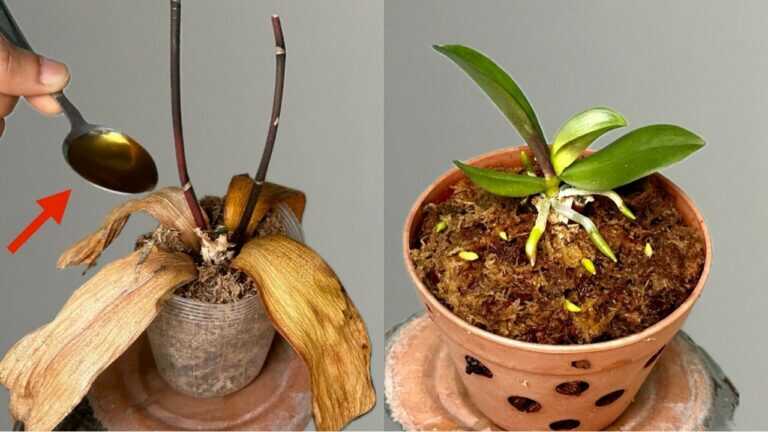 Apenas despeje sob o vaso da orquídea! De repente, revive milagrosamente